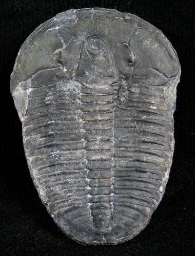Elrathia Trilobite - Utah #6694